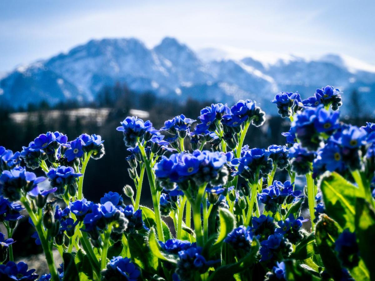 Apartamenty Maciejka Odkryj Zakopane Exteriér fotografie